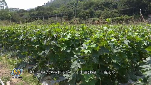 广东一线吃瓜群众,揭秘广东美食江湖风云录