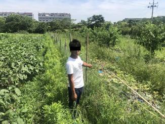 桂平北江吃瓜群众事件,网络围观下的社会现象解析