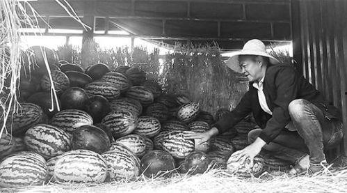 桂平北江吃瓜群众事件,网络围观下的社会现象解析