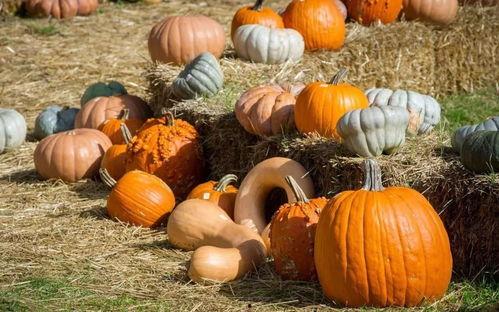 东关吃瓜群众是哪一集,揭秘热门剧集背后的故事