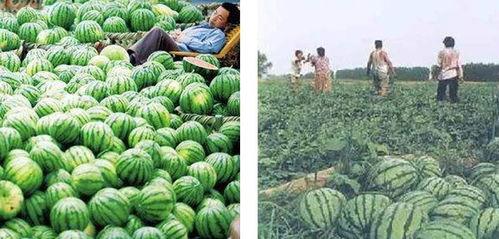 这个夏天吃瓜群众,瓜界风云录