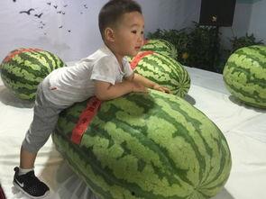 太仓市吃瓜群众事件,网络舆论风波背后的真相与反思