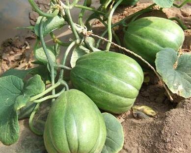 香瓜群众遭吃瓜协管,一场网络舆论的风波与反思