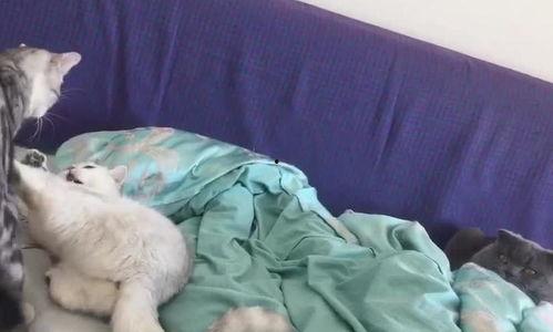 吃瓜群众看热闹打架视频,一场热闹打架视频引发的全民热议